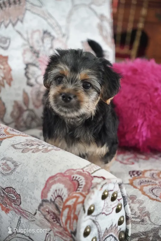 Tina – Shorkie puppy for sale in New York, NY