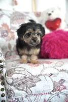 Tina, a female Shorkie for sale in Endicott, NY – 3 of 4
