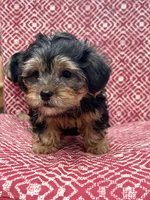 Boy, a male Shih Tzu and Yorkshire Terrier for sale in Endicott, NY – 2 of 3