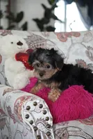 Toby, a male Shorkie for sale in New York, NY – 2 of 2