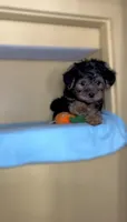 Presley, a male Shih Tzu and Yorkshire Terrier for sale in Vestal, NY – 2 of 2