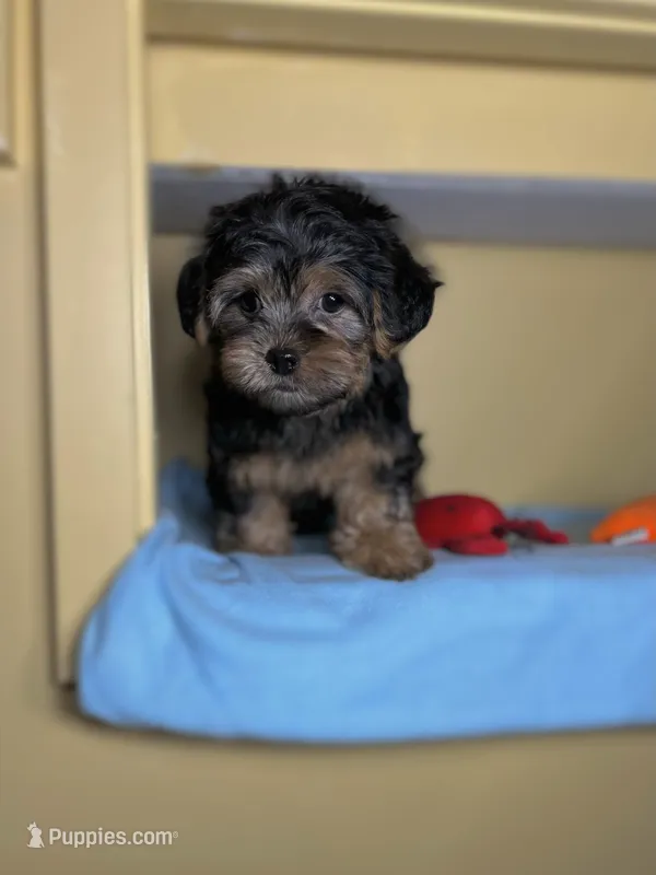 Presley – Shih Tzu, Yorkshire Terrier puppy for sale in Vestal, NY