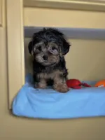 Presley, a male Shih Tzu and Yorkshire Terrier for sale in Vestal, NY – 1 of 2