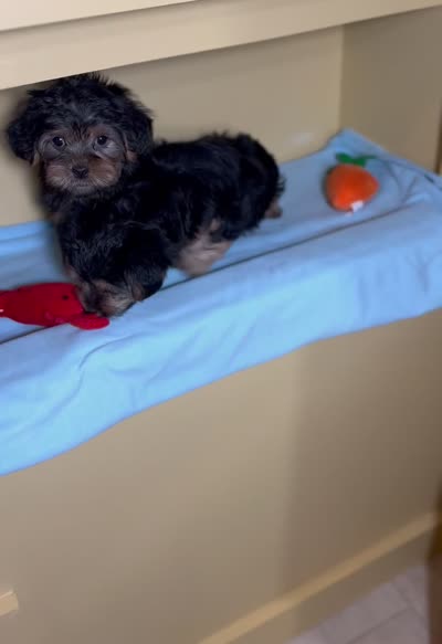 Presley, a male Shih Tzu and Yorkshire Terrier for sale in New York, NY – 3 of 3