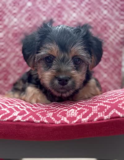 Shorkie Mia , a female Shih Tzu and Yorkshire Terrier for sale in Endicott, NY – 5 of 5