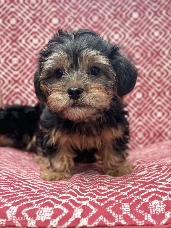 Boy – Shih Tzu, Yorkshire Terrier puppy for sale in Endicott, NY