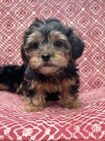 Boy, a male Shih Tzu and Yorkshire Terrier for sale in Endicott, NY – 1 of 3