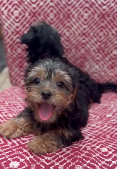 Boy, a male Shih Tzu and Yorkshire Terrier for sale in Endicott, NY – 3 of 3