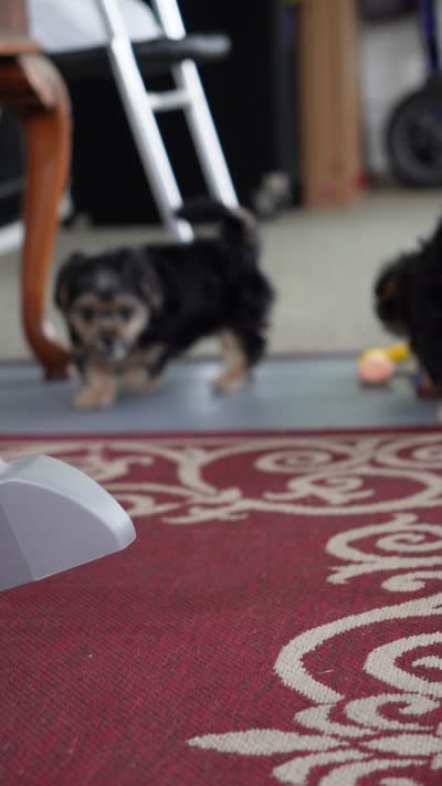Bella, a female Shorkie for sale in Endicott, NY – 3 of 3