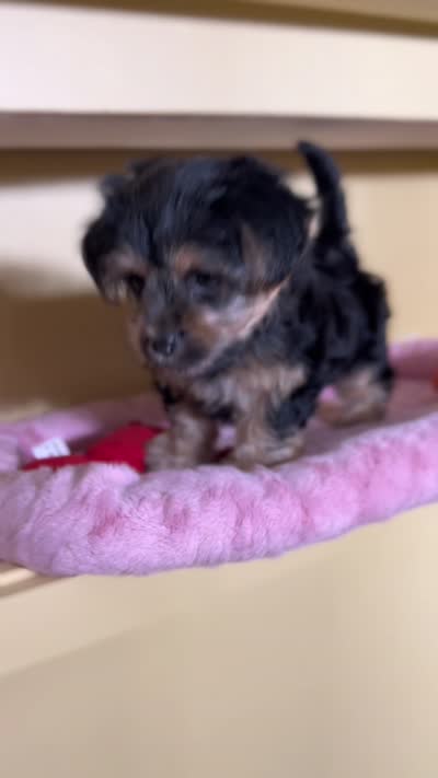 Mia, a female Shih Tzu and Yorkshire Terrier for sale in New York, NY – 3 of 3