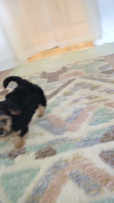 Tina, a female Shorkie for sale in Endicott, NY – 4 of 4