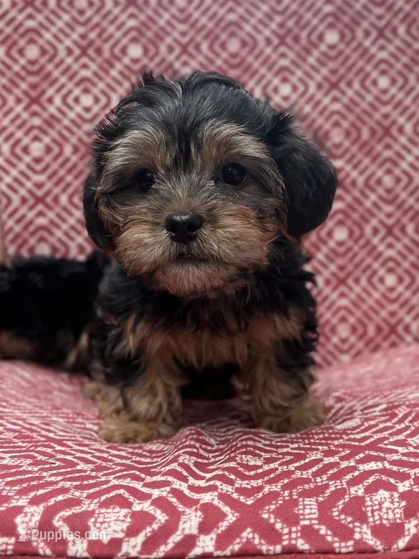 Shorkie Presley – Shih Tzu, Yorkshire Terrier puppy for sale in Endicott, NY