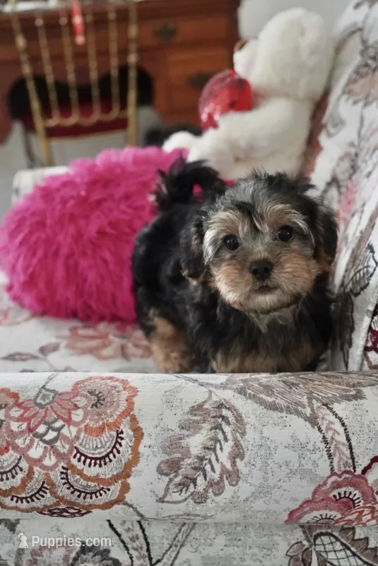 Toby – Shorkie puppy for sale in New York, NY