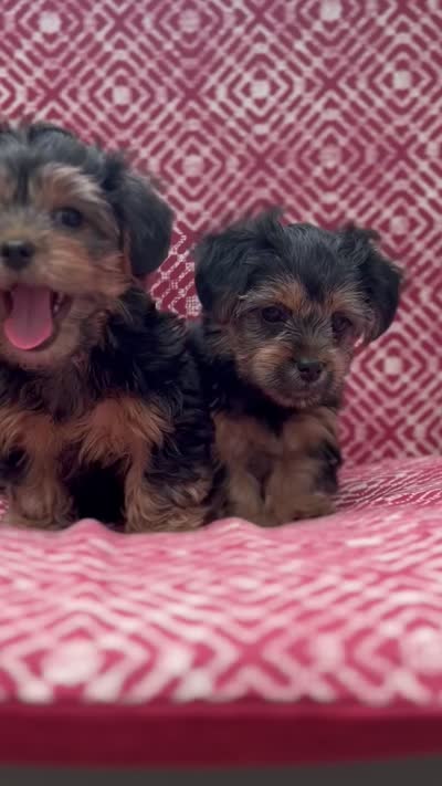 Shorkie Mia , a female Shih Tzu and Yorkshire Terrier for sale in Endicott, NY – 4 of 5