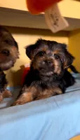 Mia, a female Shih Tzu and Yorkshire Terrier for sale in Vestal, NY – 2 of 2
