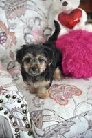 Tina, a female Shorkie for sale in Endicott, NY – 1 of 4