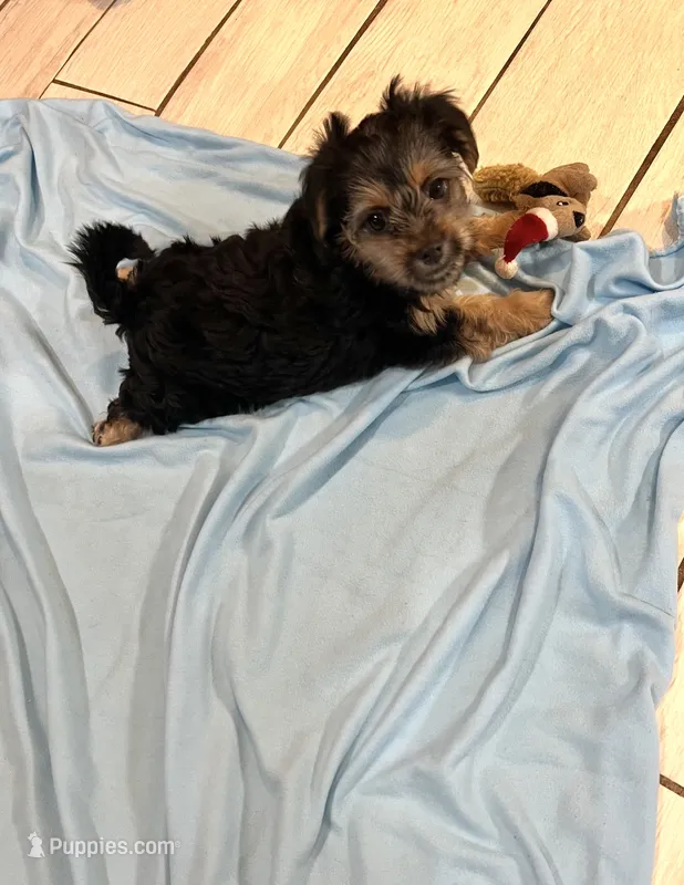 Girl – Shih Tzu, Yorkshire Terrier puppy for sale in Endicott, NY