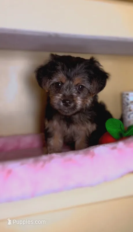 Mia – Shih Tzu, Yorkshire Terrier puppy for sale in Vestal, NY