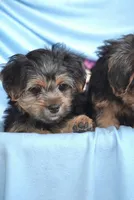 Bella, a female Shorkie for sale in Endicott, NY – 1 of 3