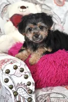 Tina, a female Shorkie for sale in Endicott, NY – 2 of 4