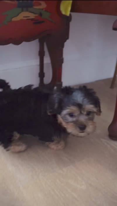 Toby, a male Shorkie for sale in Endicott, NY – 3 of 3