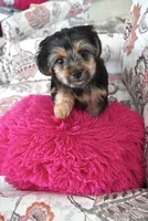 Tina, a female Shorkie for sale in New York, NY – 2 of 2
