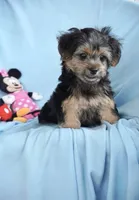 Bella, a female Shorkie for sale in Endicott, NY – 2 of 3