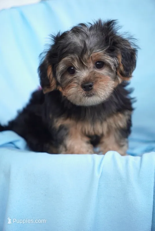 Toby – Shorkie puppy for sale in Endicott, NY