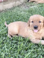 Cream, a female Golden Retriever for sale in Montebello, CA – 4 of 5