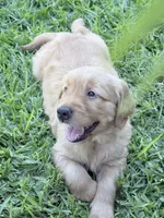 Cream, a female Golden Retriever for sale in Montebello, CA – 2 of 5