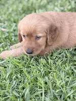 Cream, a female Golden Retriever for sale in Montebello, CA – 5 of 5