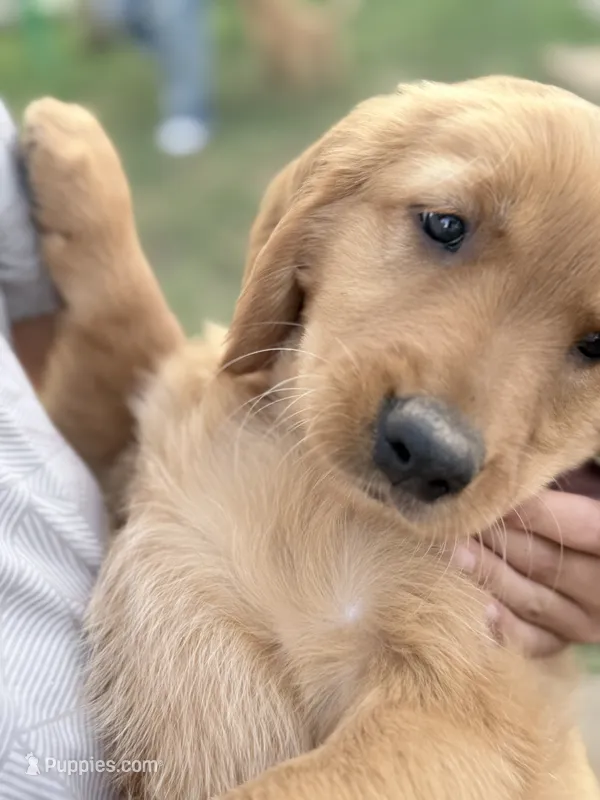 Cream – Golden Retriever puppy for sale in Montebello, CA