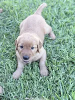 Cream, a female Golden Retriever for sale in Montebello, CA – 3 of 5