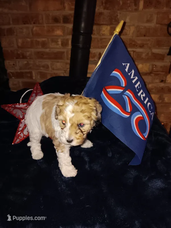 Stoney  – Cavapoo, Bichpoo puppy for sale in Neosho, WI
