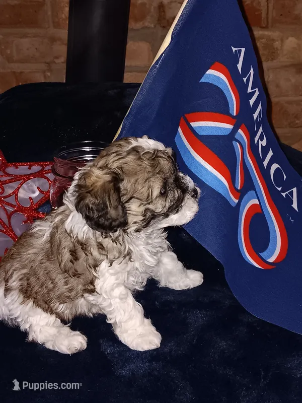 Tiny Tim  – Cavapoo, Bichpoo puppy for sale in Neosho, WI