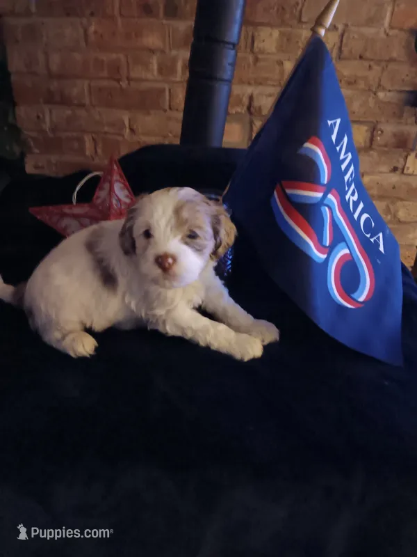 Hulk – Cavapoo, Bichpoo puppy for sale in Neosho, WI