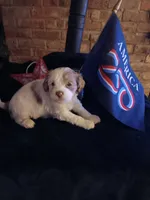 Hulk, a male Cavapoo and Bichpoo for sale in Neosho, WI – 1 of 3