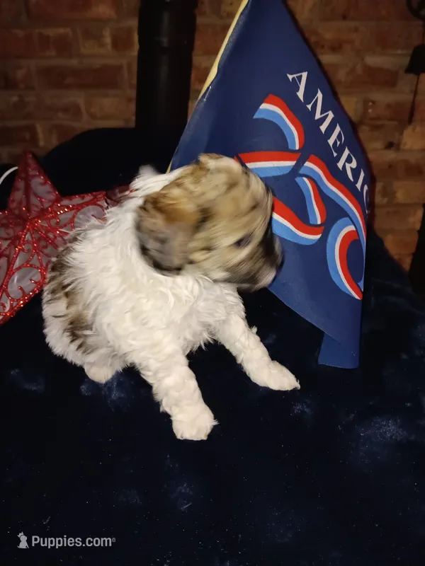 Chavez – Cavapoo, Bichpoo puppy for sale in Neosho, WI