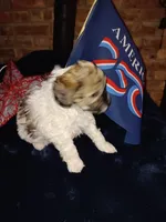 Chavez, a male Cavapoo and Bichpoo for sale in Neosho, WI – 1 of 3