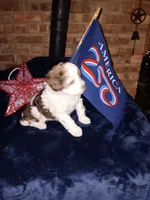 Ace, a male Cavapoo and Bichpoo for sale in Neosho, WI – 1 of 3