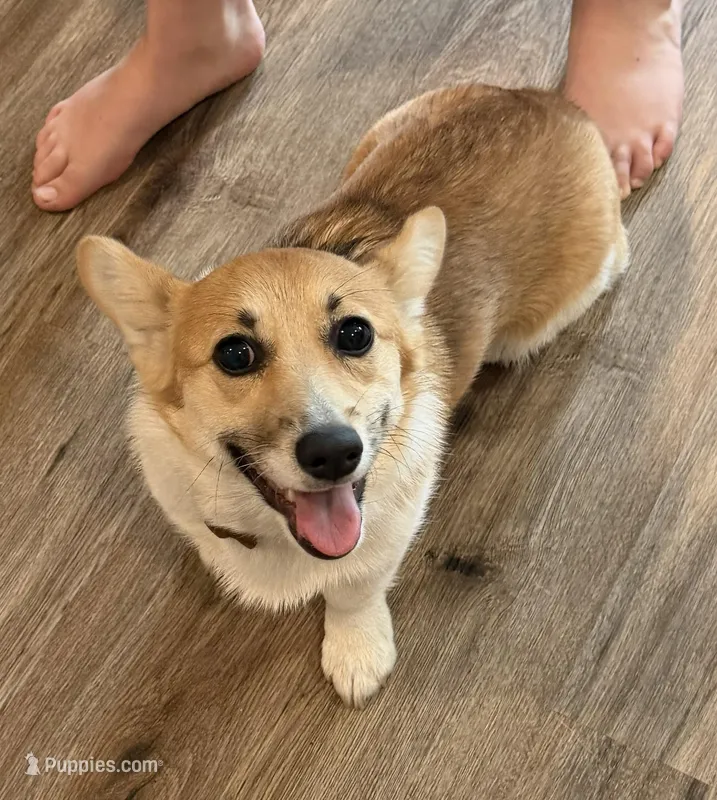 Mochi – Pembroke Welsh Corgi puppy for sale in Woodland, WA