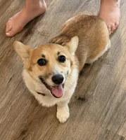 Mochi, a female Pembroke Welsh Corgi for sale in Woodland, WA – Photo 1 of 4