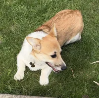 Mochi, a female Pembroke Welsh Corgi for sale in Woodland, WA – Photo 4 of 4