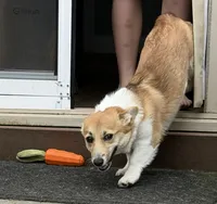 Mochi, a female Pembroke Welsh Corgi for sale in Woodland, WA – Photo 2 of 4