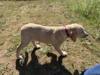 Daisy, a female Golden Retriever and Labrador Retriever for sale in Byron, GA – 4 of 4