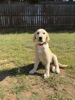 Daisy, a female Golden Retriever and Labrador Retriever for sale in Byron, GA – 3 of 4