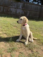 Daisy, a female Golden Retriever and Labrador Retriever for sale in Byron, GA – 2 of 4