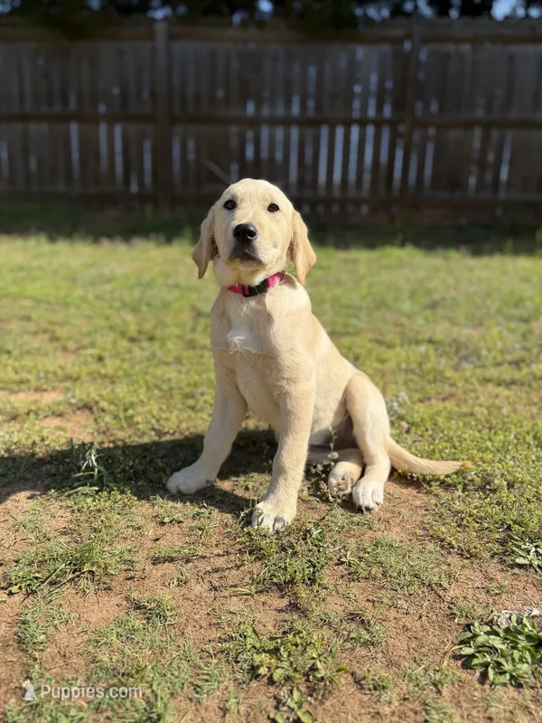 Daisy – Golden Retriever, Labrador Retriever puppy for sale in Byron, GA