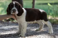 Freckles, a male English Springer Spaniel for sale in Centerville, TX – 3 of 5
