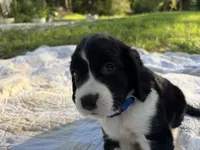 Captain, a male English Springer Spaniel for sale in Centerville, TX – 8 of 8